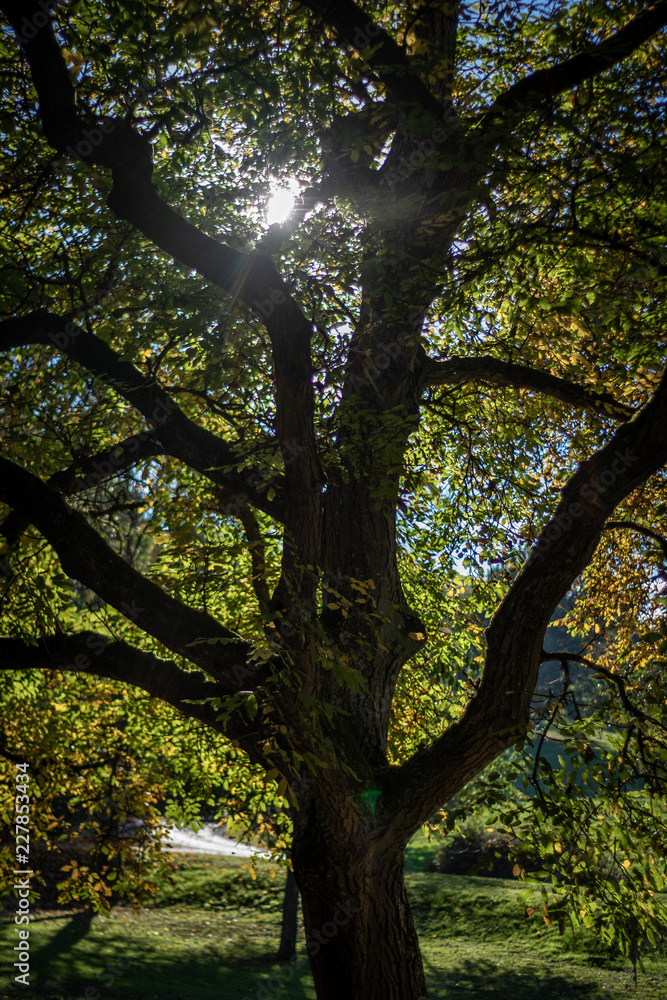 Fototapeta premium Baum im Park herbstliche Stimmung