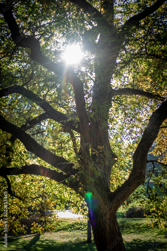 Fototapeta premium Baum im Park herbstliche Stimmung