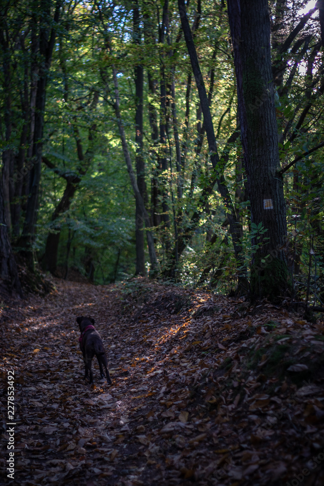 Dunkler Wald im Herbst