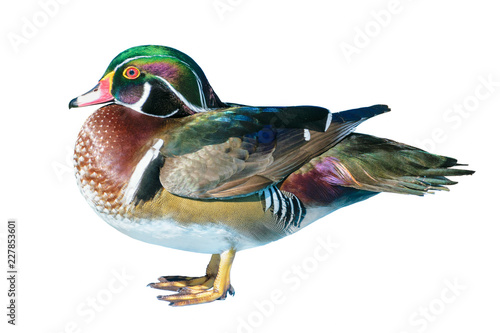 Male Wood Duck or Carolina Duck (Aix sponsa), Wild duck was introduced as a pet is a colorful standing happily isolated on white background
