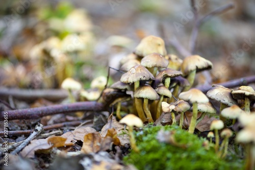 Autumn landscape with forest mushrooms. Nature background 