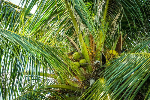 Cluster of young green coconut (Cocos nucifera) on the tree ,Spring in Hua Hin Thailand.