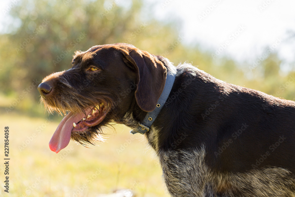 German hunting watchdog drathaar, beautiful dog portrait German hunting watchdog drathaar, beautiful dog portrait