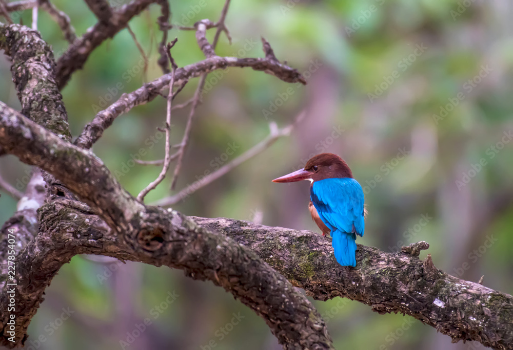 White-throated Kingfisher on branch. White-throated Kingfisher on branch.