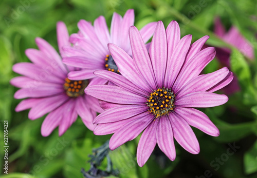 African daisy flower © jerzy