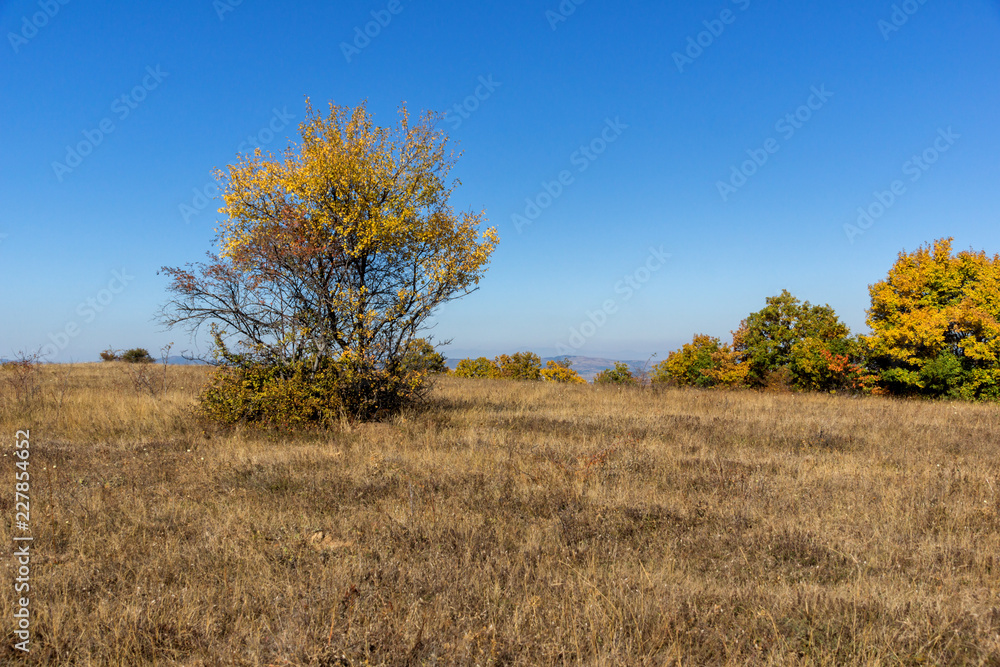 Autumn landscape of Cherna Gora (Monte Negro) mountain, Pernik Region, Bulgaria Autumn landscape of Cherna Gora (Monte Negro) mountain, Pernik Region, Bulgaria