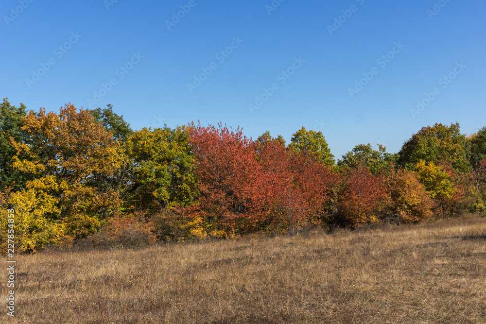 Autumn landscape of Cherna Gora (Monte Negro) mountain, Pernik Region, Bulgaria Autumn landscape of Cherna Gora (Monte Negro) mountain, Pernik Region, Bulgaria