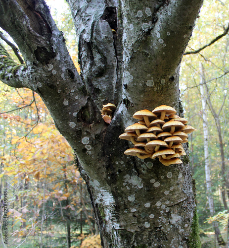 Cluster of Golden Scalycap mushrooms or Pholiota aurivella on trunk of old rowan photo