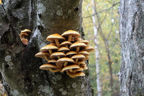 Cluster of Golden Scalycap mushrooms or Pholiota aurivella on trunk of old rowan