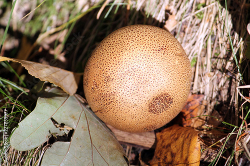 Scleroderma citrinum or common earthball photo