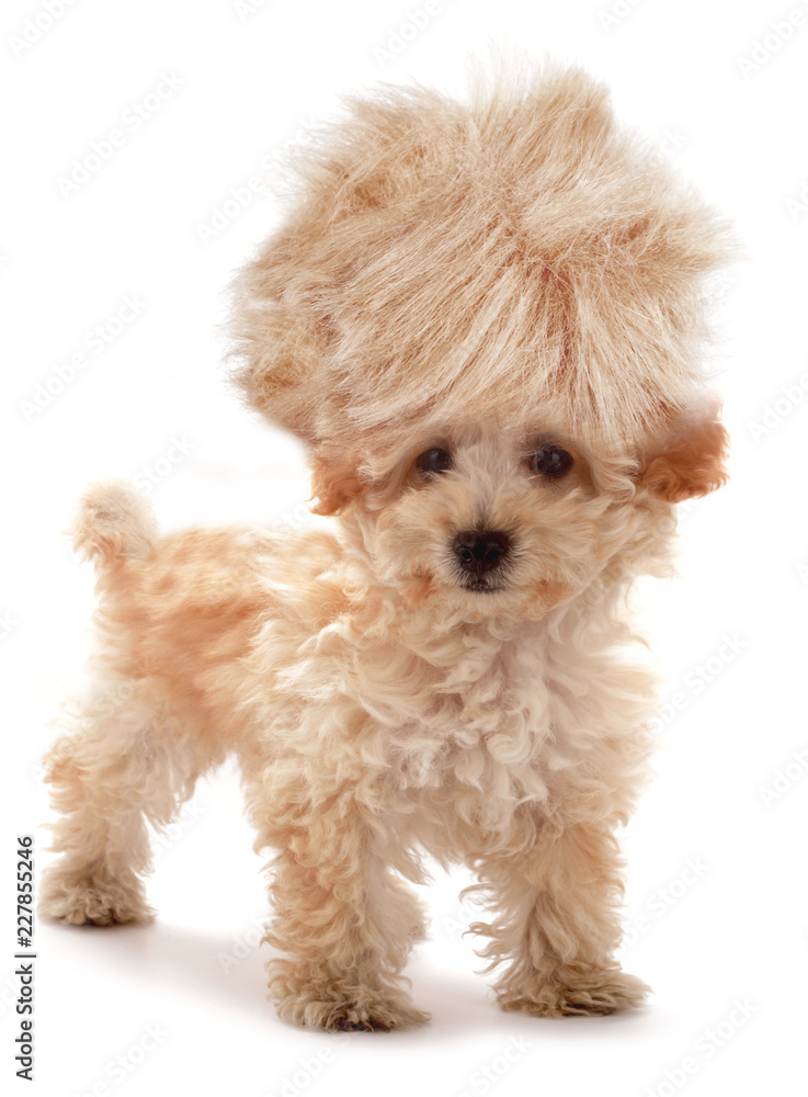 Crazy dog poodle puppy with funny haircut tuft wig hair Crazy dog poodle puppy with funny haircut tuft wig hair