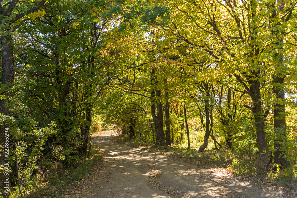 Autumn landscape of Cherna Gora (Monte Negro) mountain, Pernik Region, Bulgaria Autumn landscape of Cherna Gora (Monte Negro) mountain, Pernik Region, Bulgaria