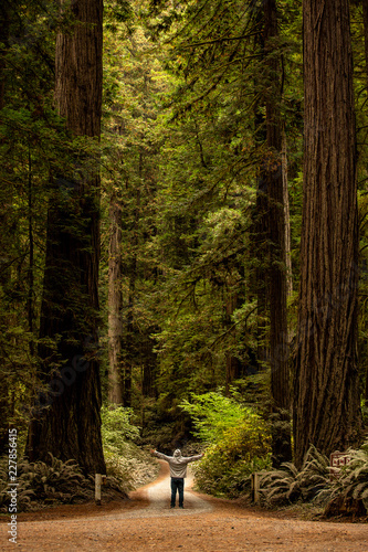 At One With Nature - Redwoods