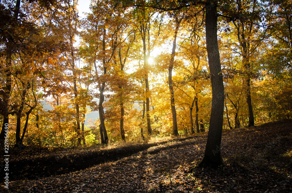 Obraz premium Autumn Trees With Shadows