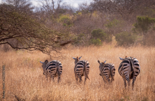 walking zebra in a line