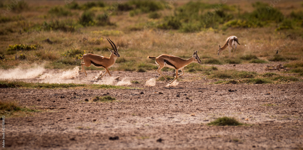 two deer chasing each other two deer chasing each other