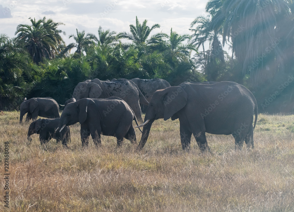 Fototapeta premium the elephant family