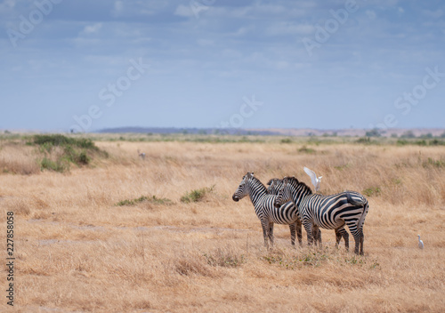 Zebra standing with an egret