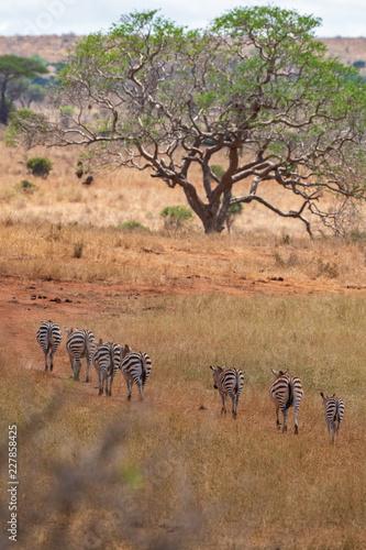 walking zebra in a line