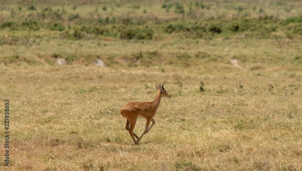 impala in the bush impala in the bush