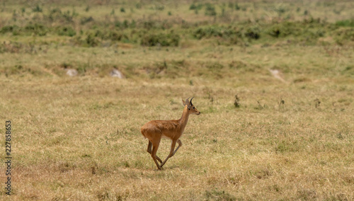 impala in the bush