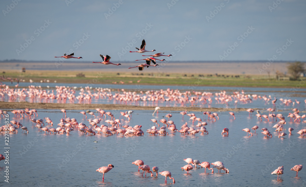 Fototapeta premium grupa flamingów w jeziorze