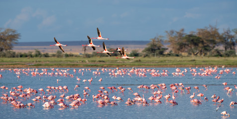Poster Flamingo Flamingogroep in stil meer  © imphilip