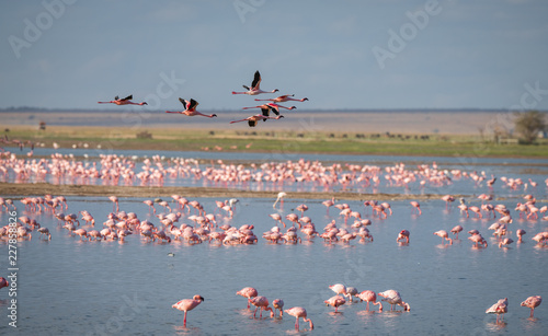 flamingo group in the lake