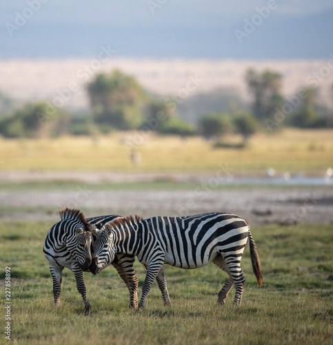 Zebra in love