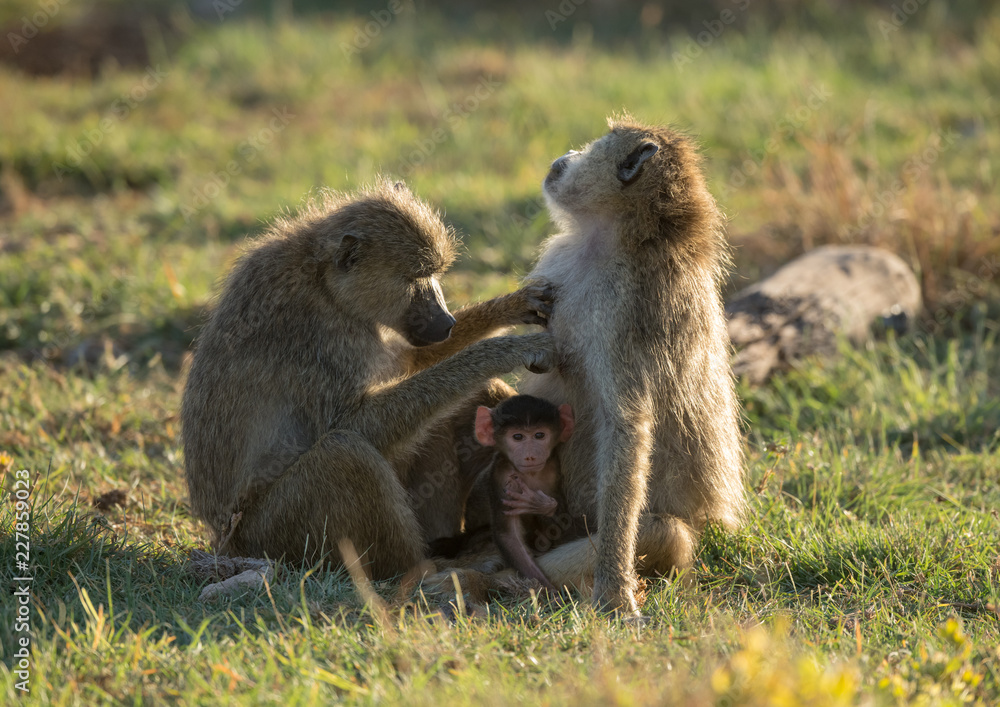 baboon family in sunshine