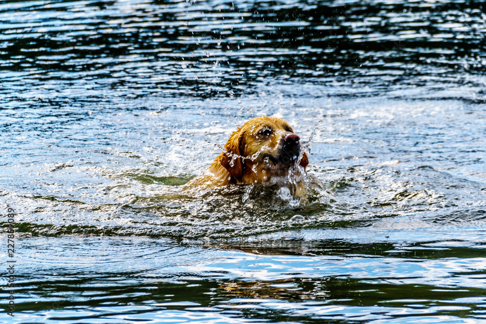 Golden Retriever dog swimming in Stake Lake along the Lac Le Jeune Road near Kamloops British Columbia, Canada
