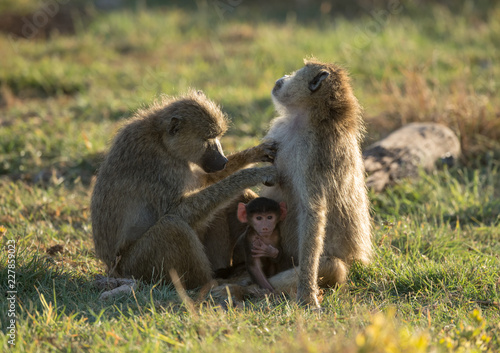 baboon family in sunshine © imphilip