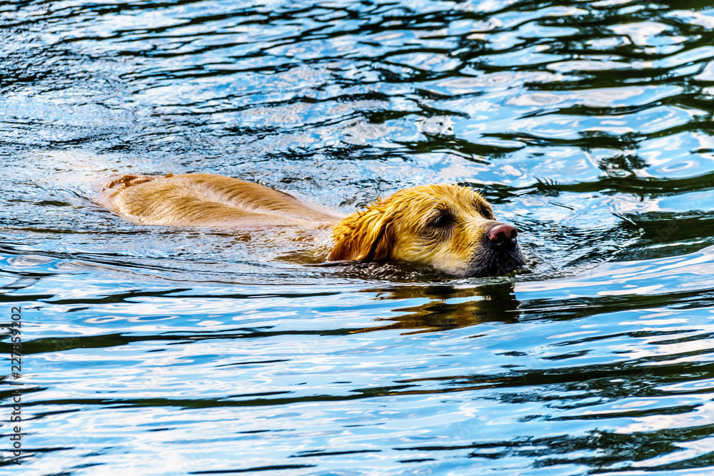 Golden Retriever dog swimming in Stake Lake along the Lac Le Jeune Road near Kamloops British Columbia, Canada
Golden Retriever dog swimming in Stake Lake along the Lac Le Jeune Road near Kamloops British Columbia, Canada