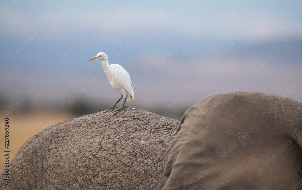 Fototapeta premium bird and elephant