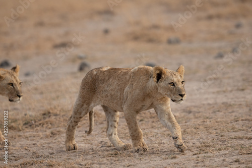 walking lions in savanna