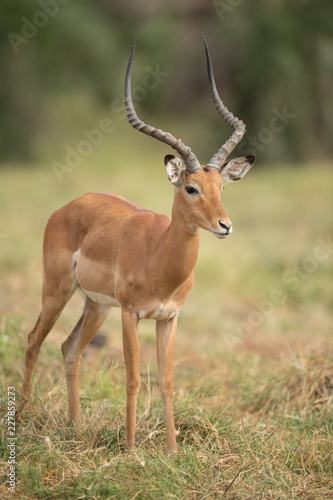 impala in the bush