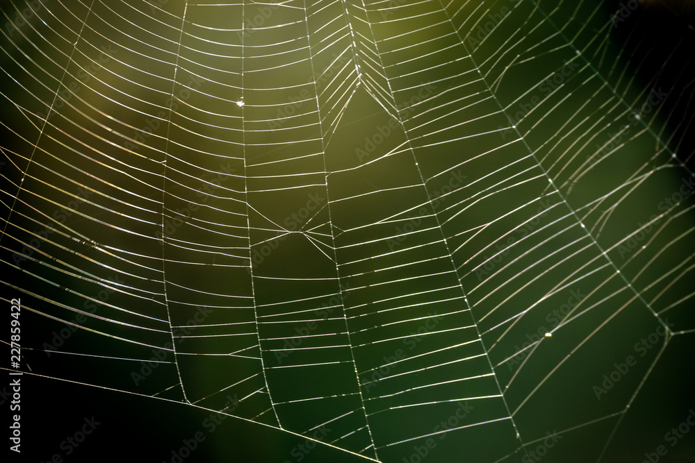 Spider web Fragment Spider web Fragment