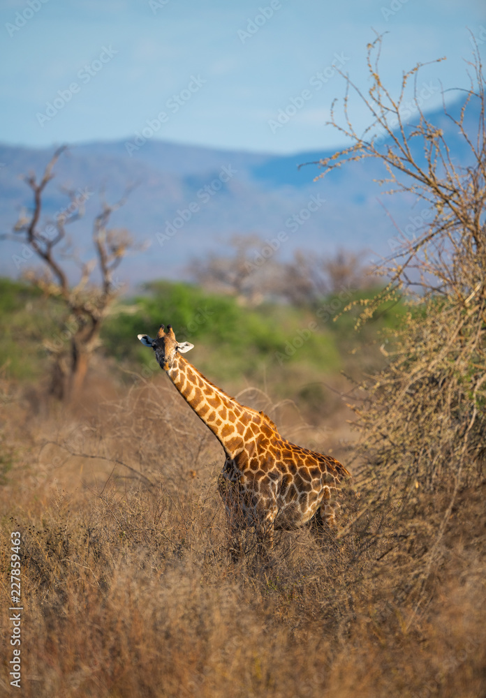 Obraz premium żyrafa w buszu