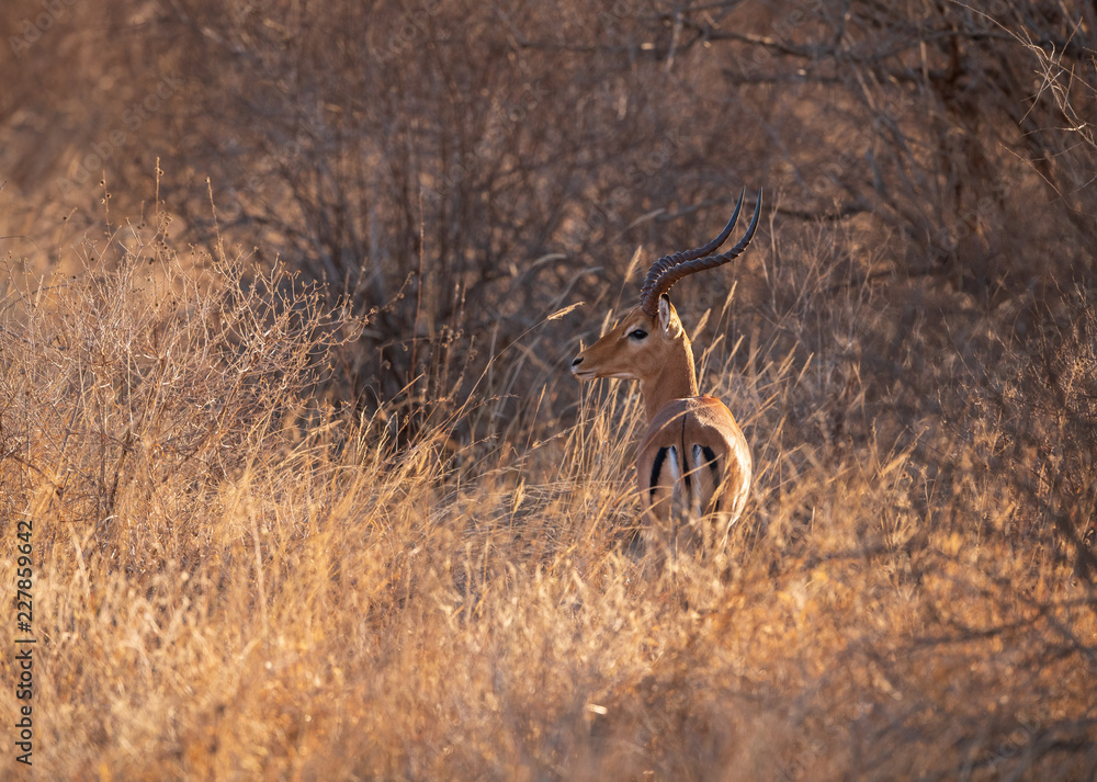 Fototapeta premium Impala ram in the bush