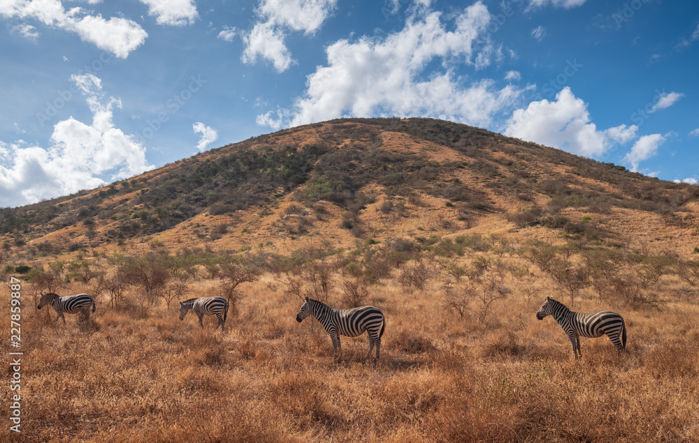 Zebra in the wild field