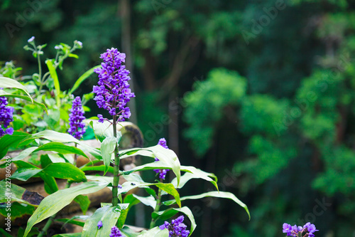 Beautiful Violet Purple Liriope Flowers, common names are creeping lilyturf, border grass, creeping liriope, lilyturf, big blue lilyturf and monkey grass, with natural green leaves nature background. photo