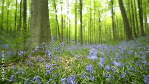 Blooming bluebells in Halle Forest, Walking through blue flower carpet among trees. Hallerbos, Belgium