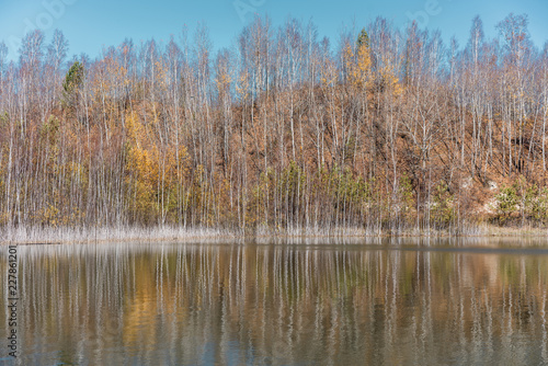 Trees reflecting in a lake surface