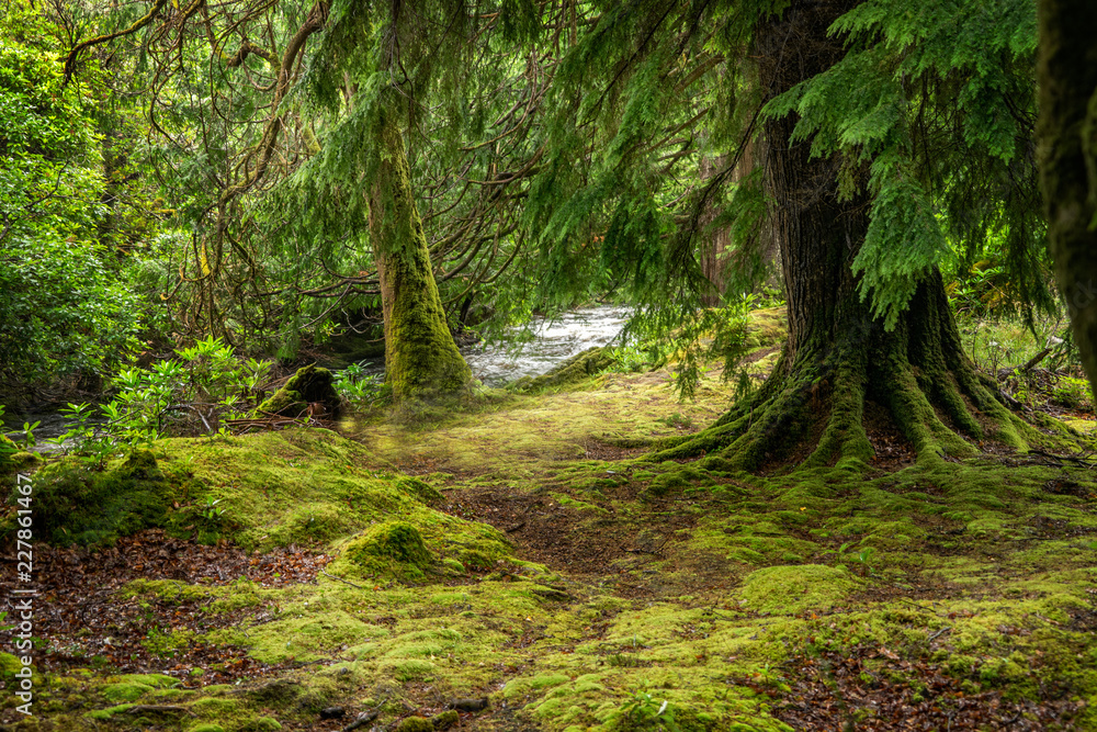 Obraz premium Forest Clearing