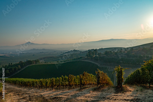 View from a hillside vineyard wine grape rows and other vineyards with beautiful valley and mountains beyond
