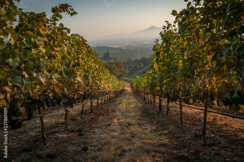 Rows of ripe wine grapes ready for harvest at a hillside vineyard in southern oregon
