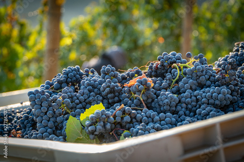 Freshly harvested wine grapes in a harvest bin at a vineyard in southern oregon