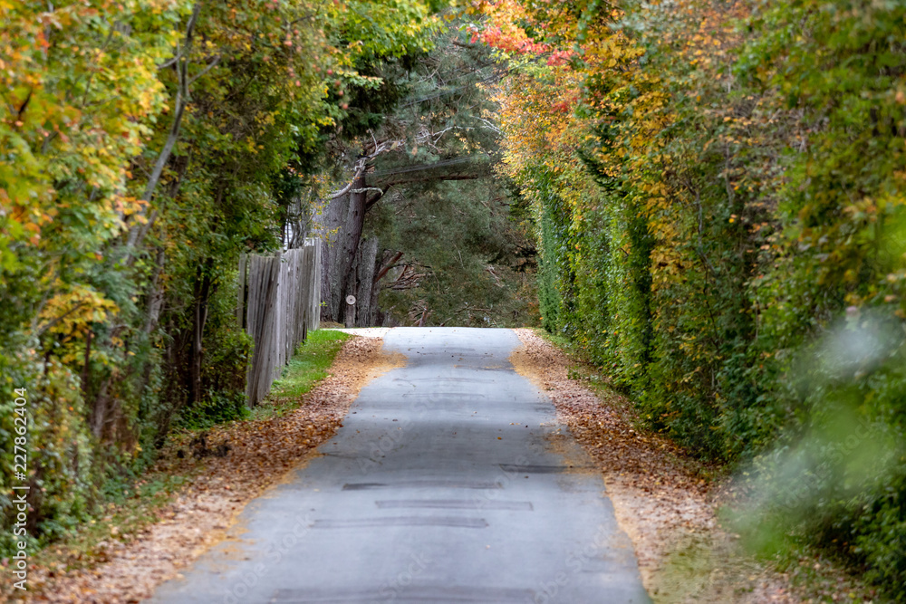 Fototapeta premium road in the autumn forest, peaceful.