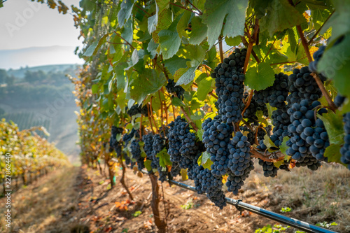 A row of ripe wine grapes ready for harvest at a vineyard in southern oregon
