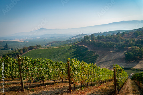 Hillside vineyard view of vineyards and mountains